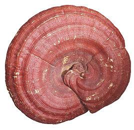 恶搞向类“掘地求升”游戏《鸡你太霉》现已在Steam平台正式推出